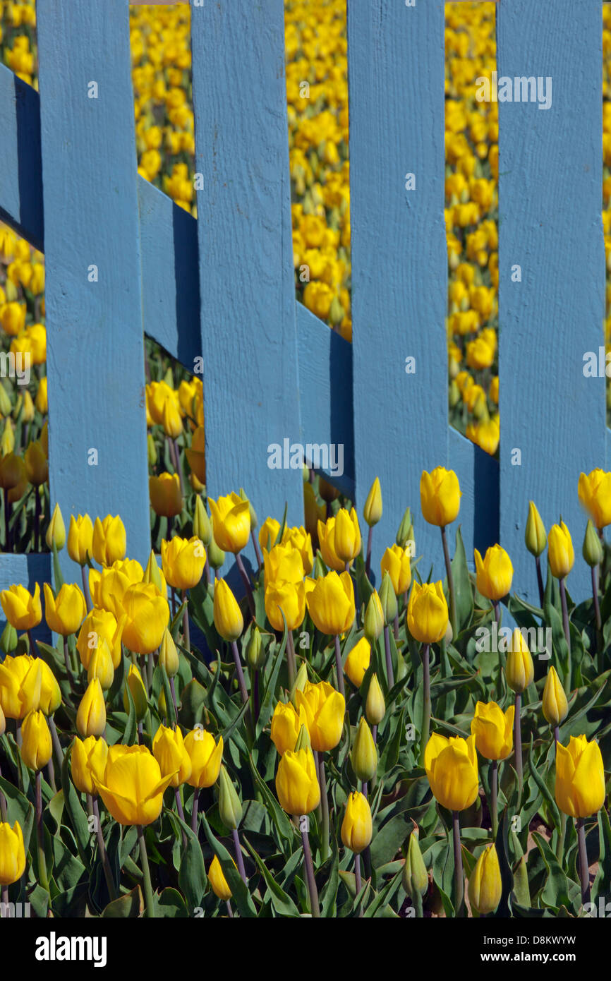 Yellow Tulips in flower and blue fence Swaffham Norfolk Stock Photo