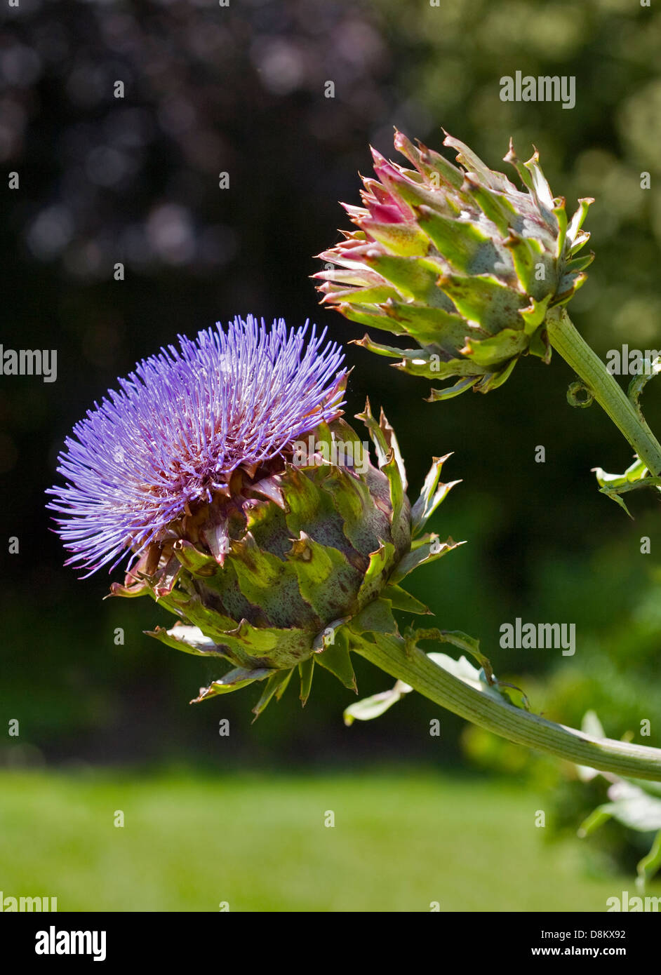 Cynara Cardunculus (Artichoke Thistle) Stock Photo