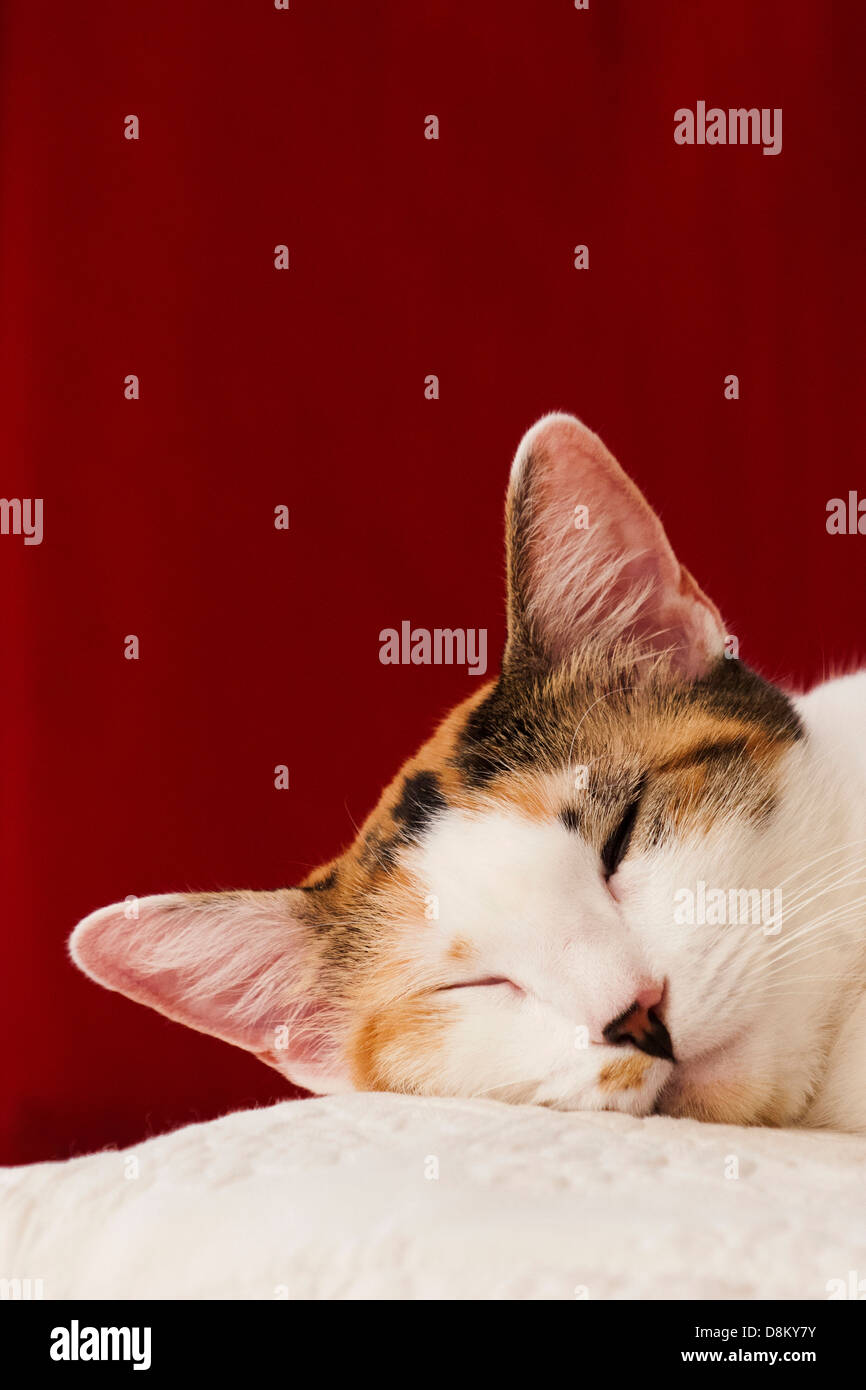 Calico cat sleeping on a white pillow, red background Stock Photo