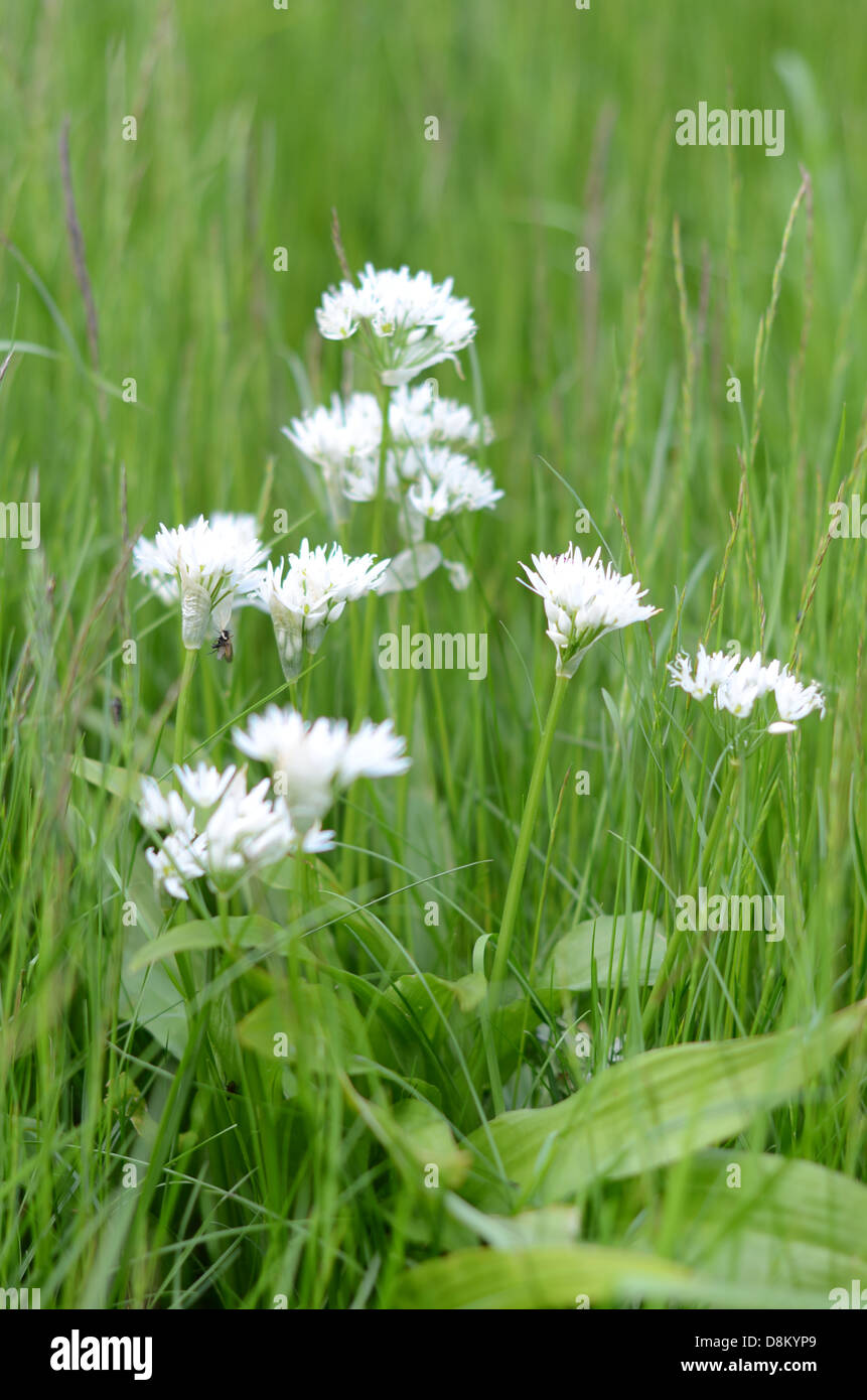 Photograph of white flowers Stock Photo