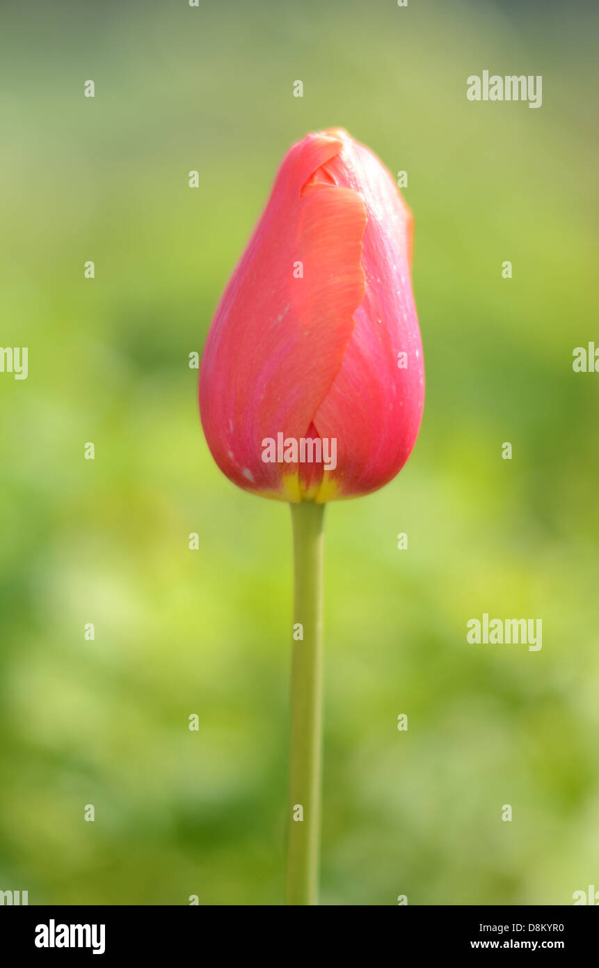 Close up photo of a red tulip Stock Photo - Alamy