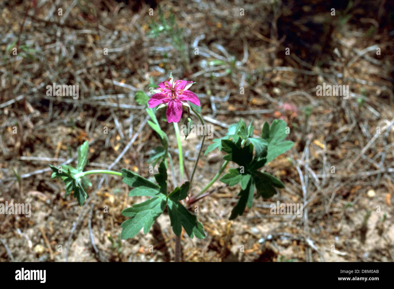 Native Pink Geranium Geranium maculatum flowers hi-res stock photography and images - Alamy