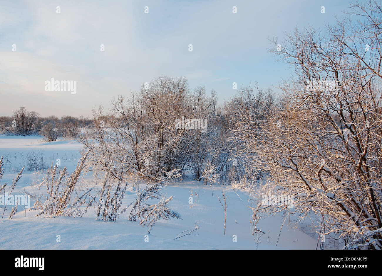 Frozen trees in snowy field Stock Photo - Alamy
