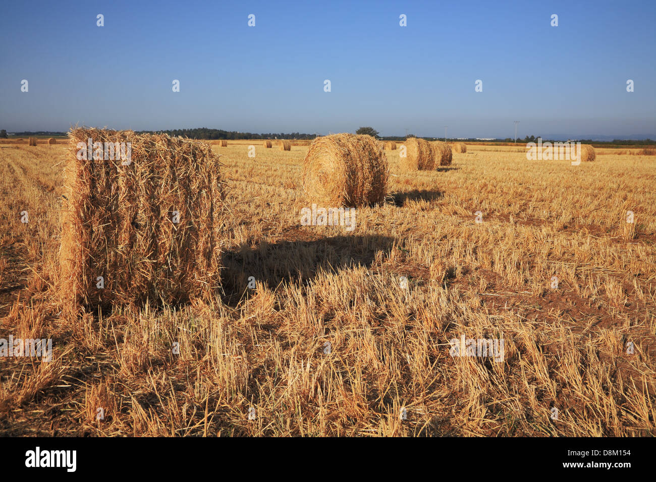 Field after harvest. Sunset Stock Photo - Alamy