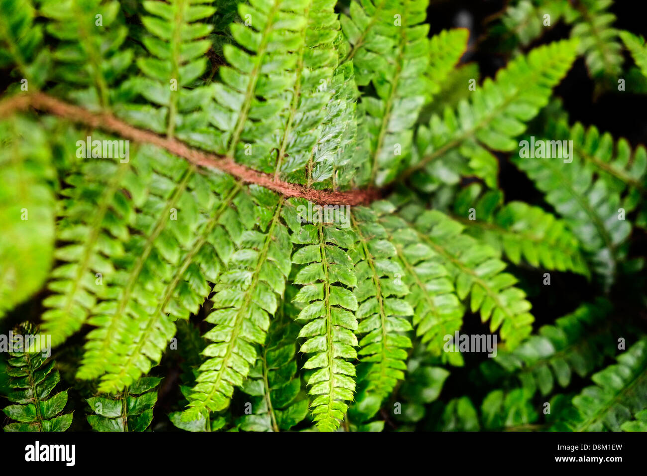 Japanese Tassel Fern on display at the Chelsea Flower Show Stock Photo ...