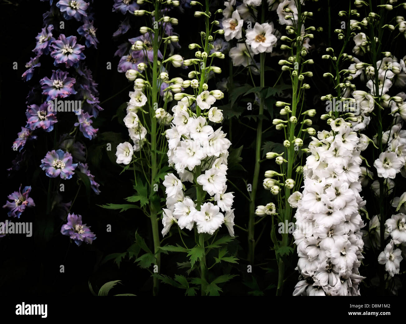 Delphiniums on display at the Cheslea Flower Show Stock Photo - Alamy
