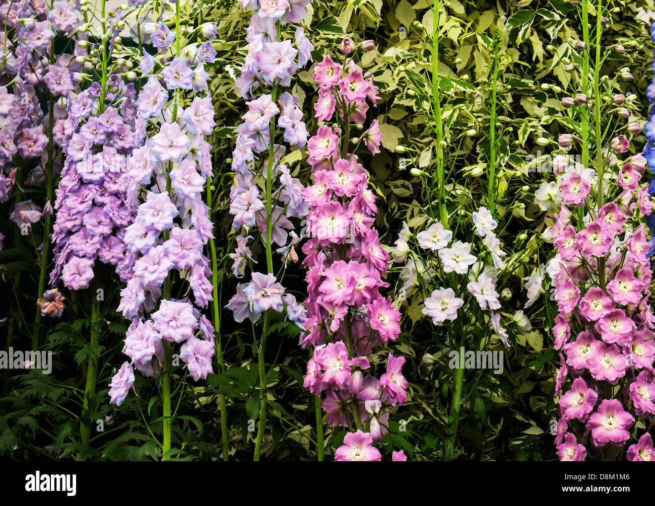 Delphiniums on display at the Cheslea Flower Show Stock Photo - Alamy