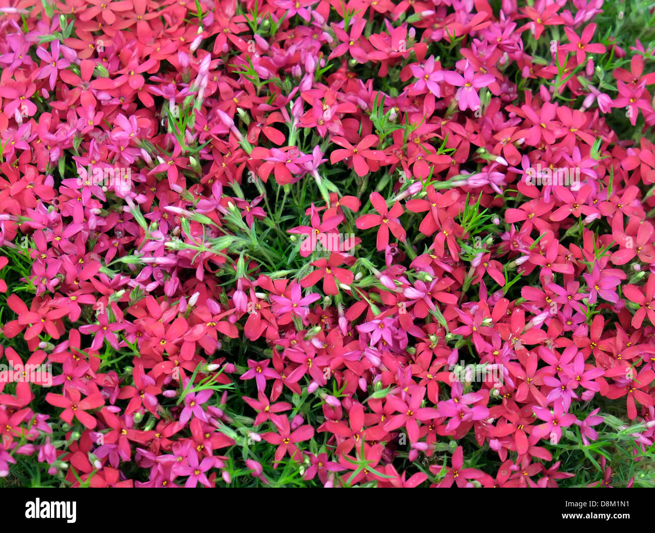 Phlox douglasii 'Zeigeunerblut' on display at the Chelsea Flower Show. Stock Photo