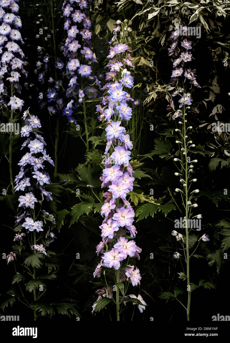 Delphiniums on display at the Cheslea Flower Show. Stock Photo
