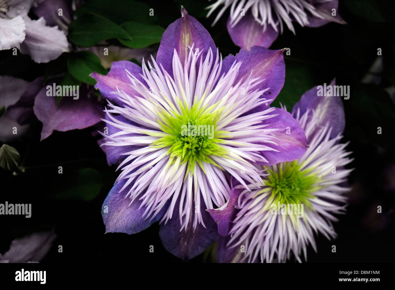 Clematis 'Crystal Fountain' on display at the Chelsea Flower Show. Stock Photo