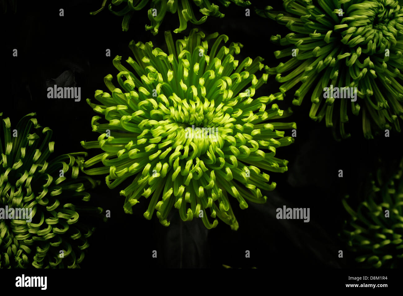 Chrysanthemum anastasia dark green hires stock photography and images