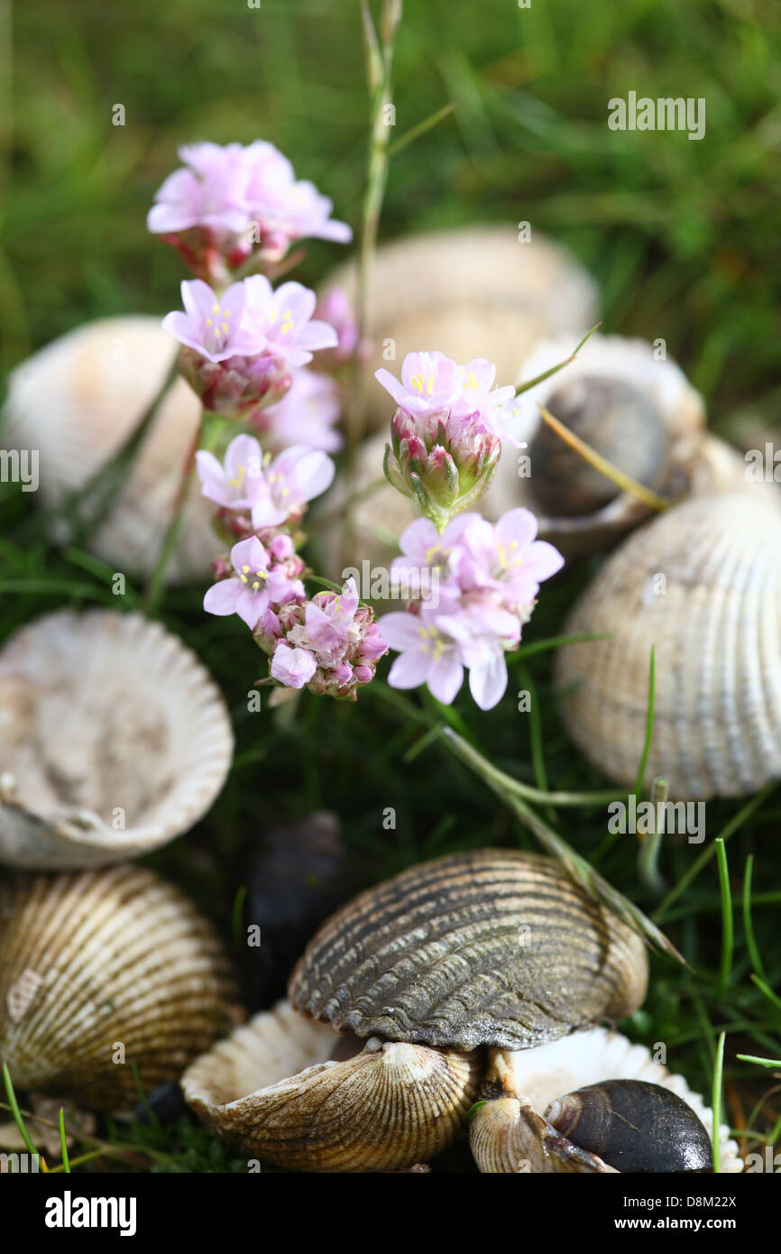 flowers on seashore with shells Stock Photo Alamy