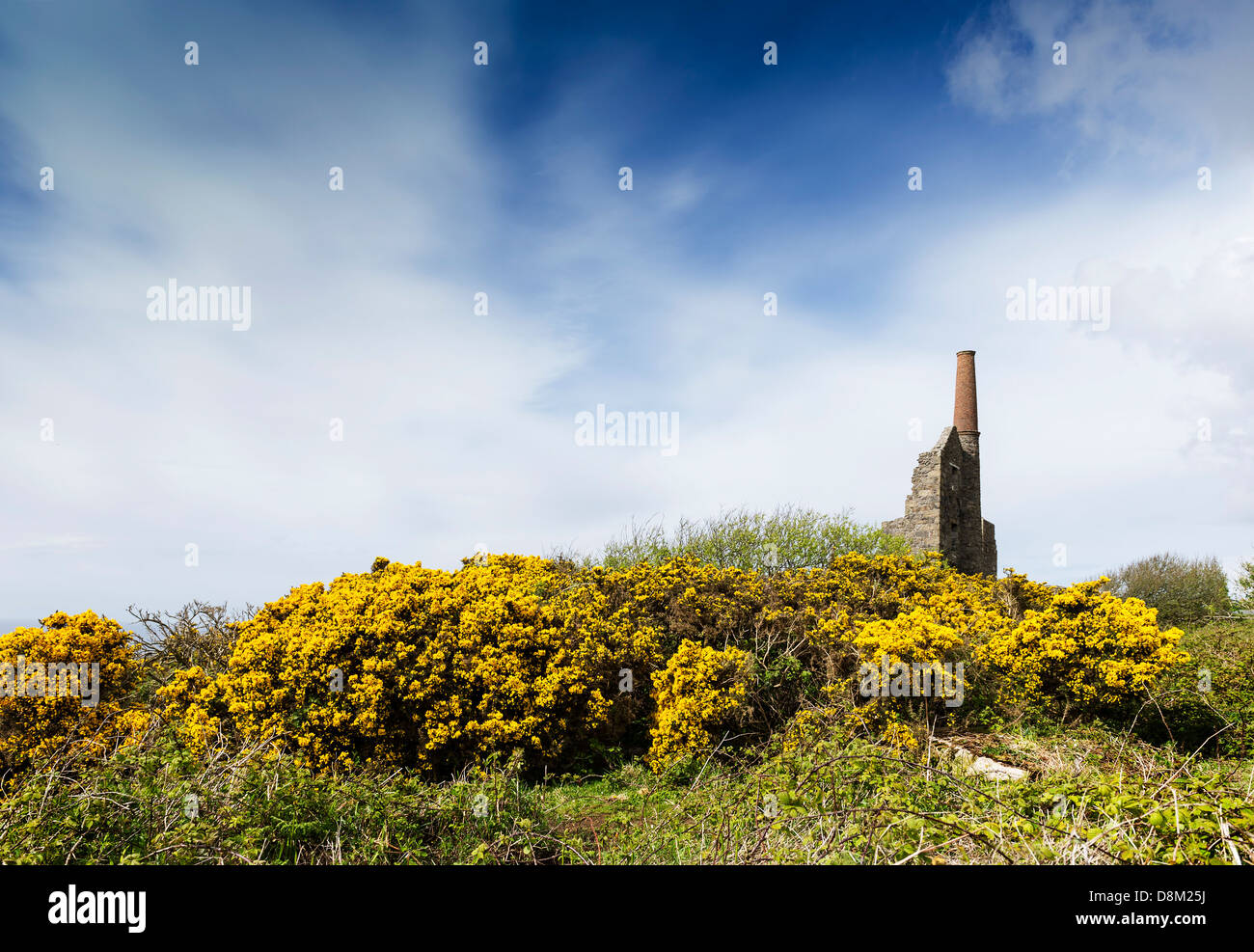 Gorse growing around the remains of Cornish Engine House. Stock Photo