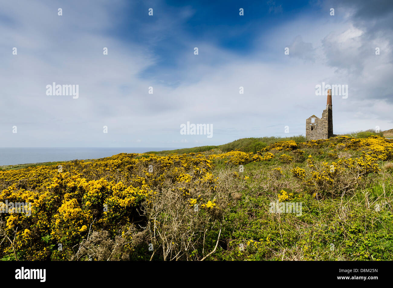 Gorse growing around the remains of a Cornish engine house. Stock Photo