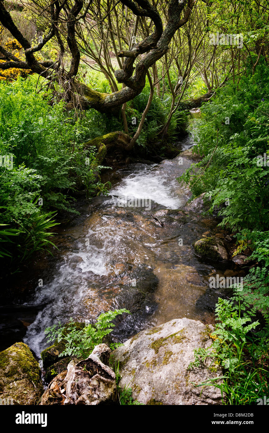 A fast flowing stream running through Cot Valley in Cornwall Stock ...
