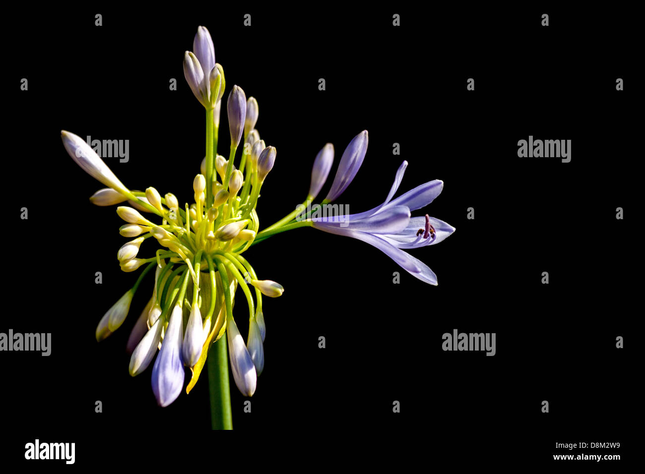 Agapanthus Flower Stock Photo