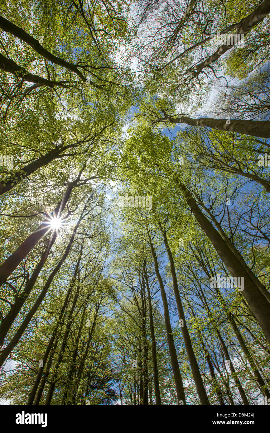 Tree canopy in spring sunshine, Worcestershire, England, UK Stock Photo