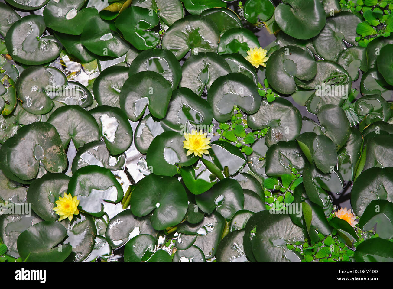 Pond with flowers and leaves Stock Photo Alamy