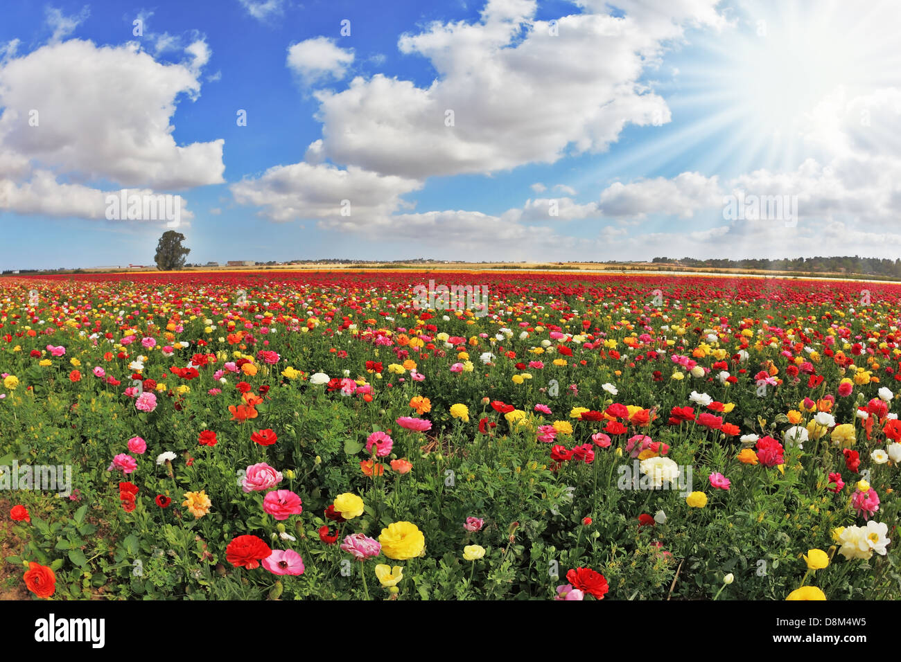 Multi-color huge field of buttercups Stock Photo - Alamy