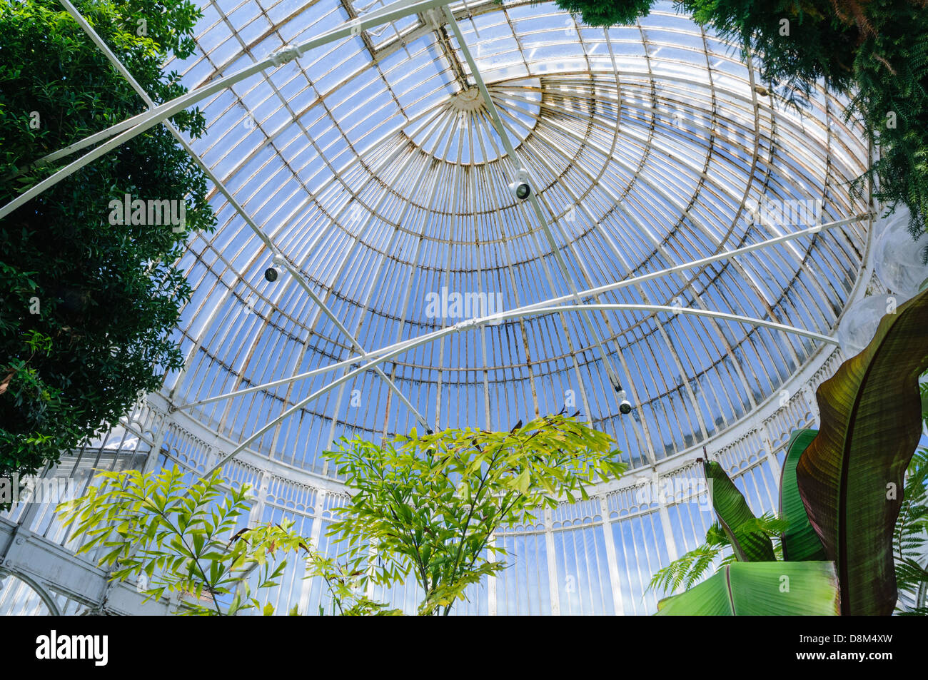 Roof of the world's oldest curvilinear iron-glass building, the Palm House in Botanic Gardens, Belfast Stock Photo