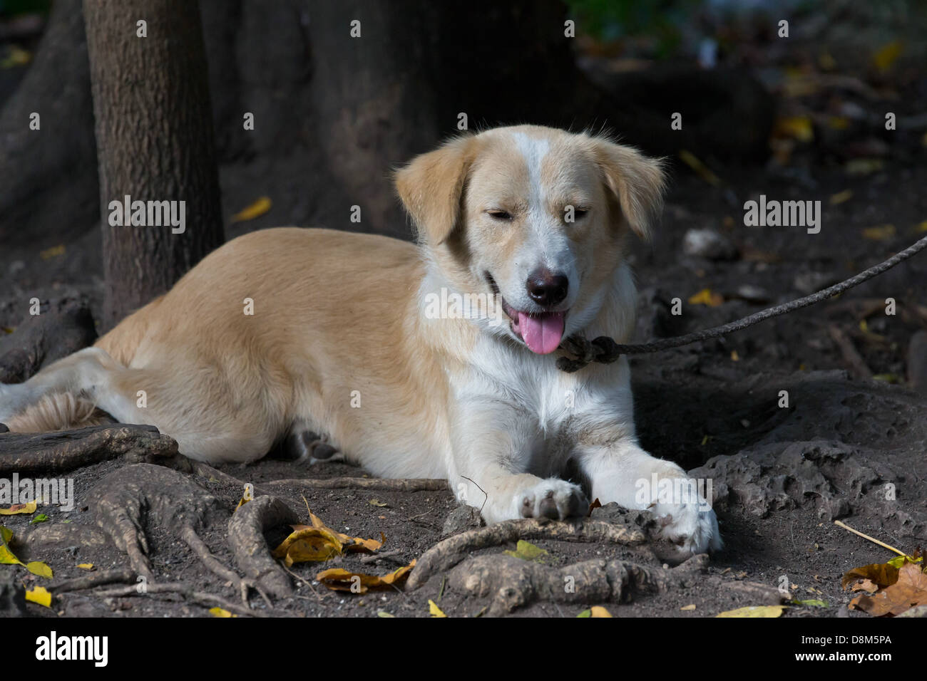 Mongrel in tagalog sale