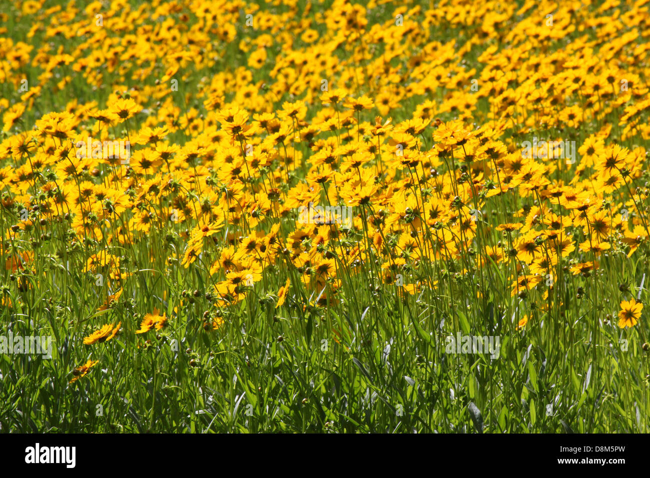 yellow flowers in a garden Stock Photo