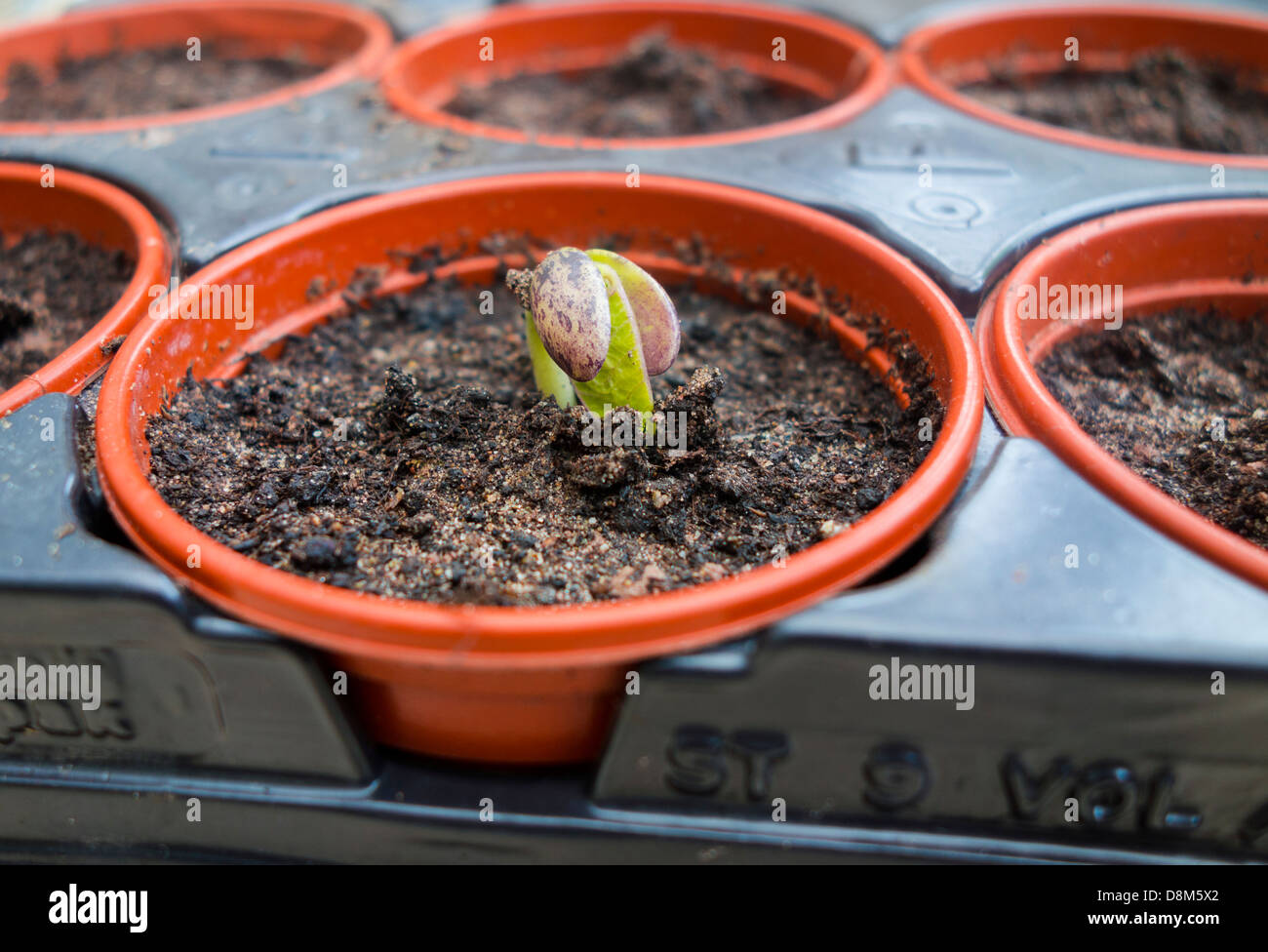 French bean seedling in a pot Stock Photo Alamy