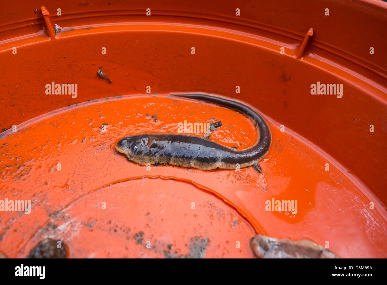 New Zealand flatworm (Arthurdendyus triangulatus). first appeared in the UK in 1963. Stock Photo