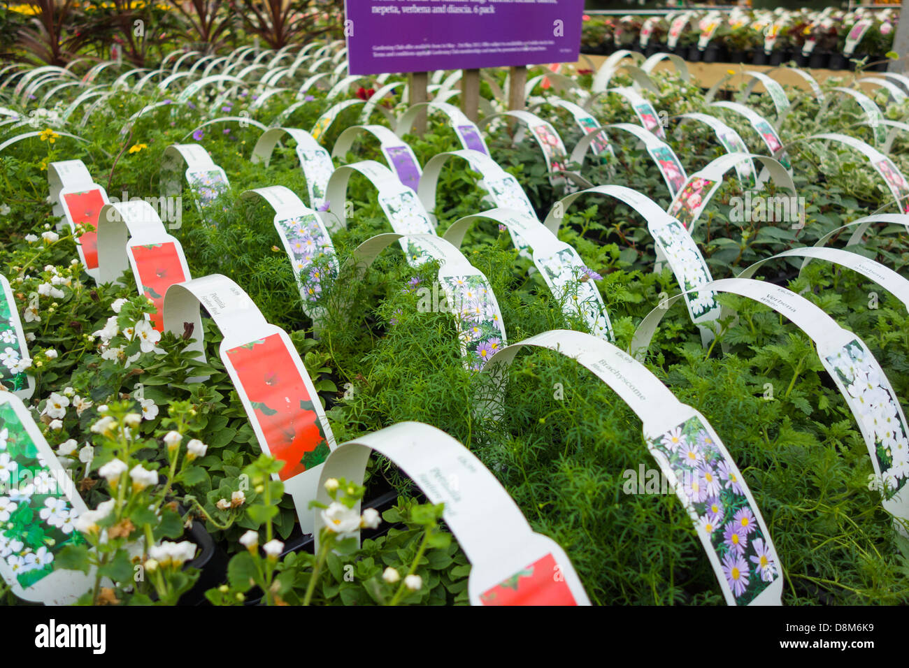 Bedding plants at a garden centre greenhouse Stock Photo Alamy