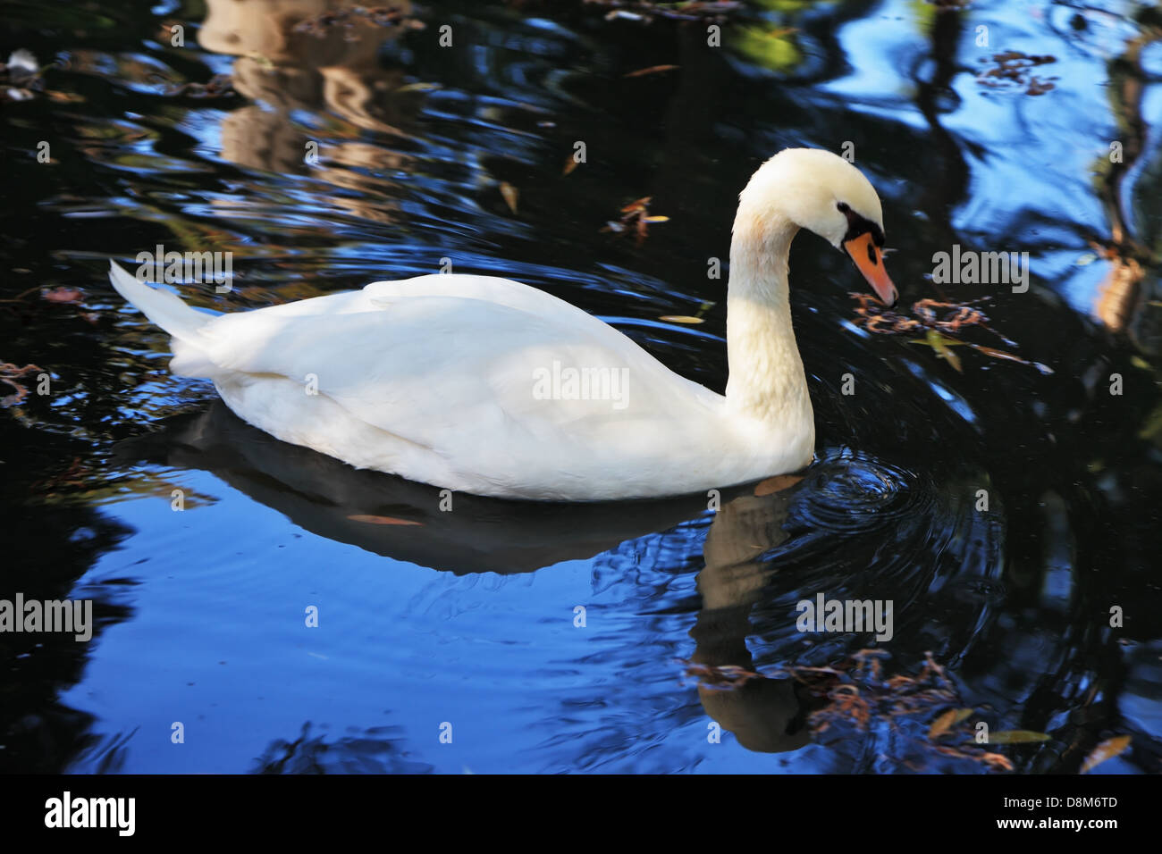 White swan swims Stock Photo