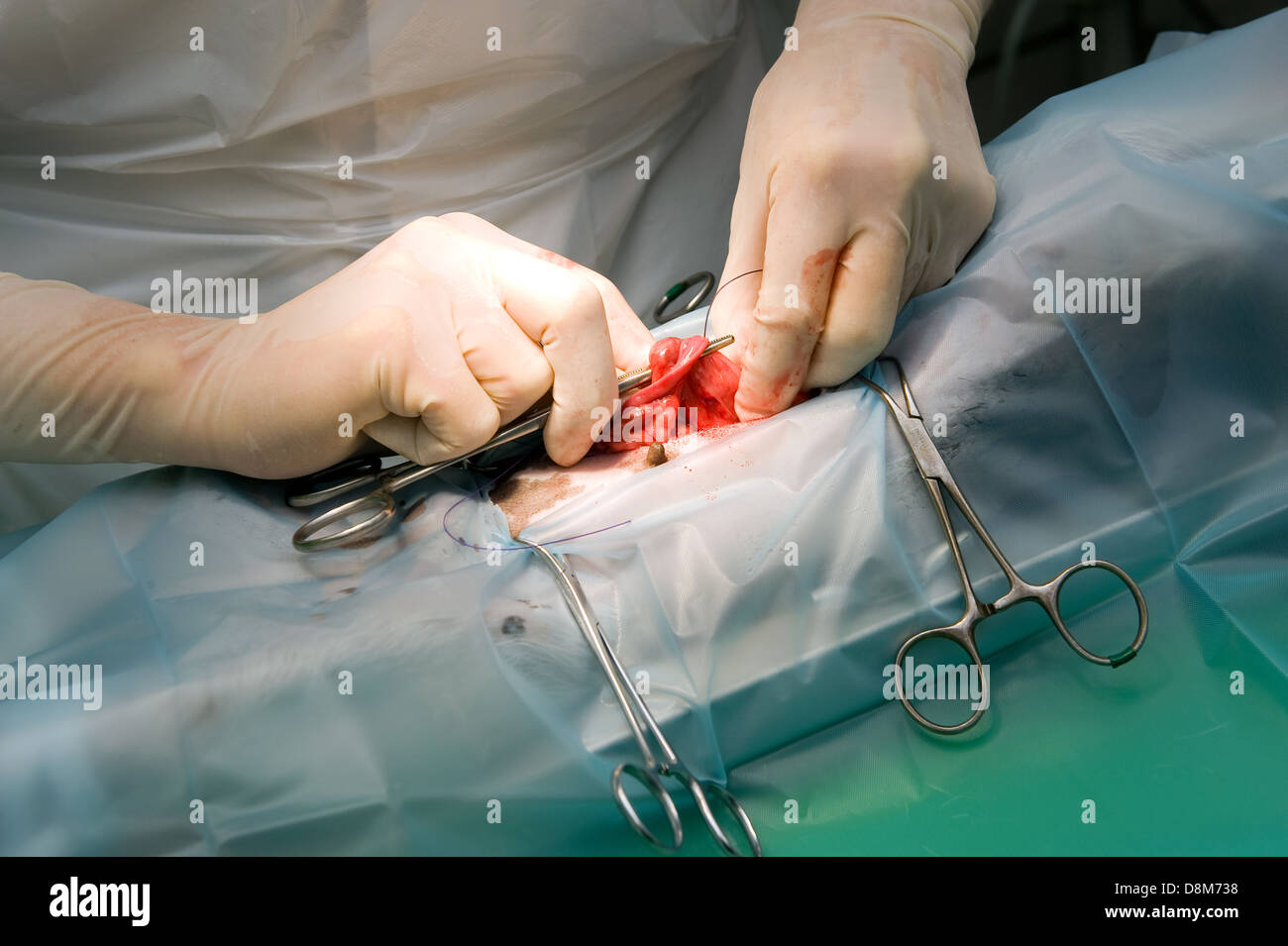 A veterinarian is sterilizing a dog in a clinic Stock Photo