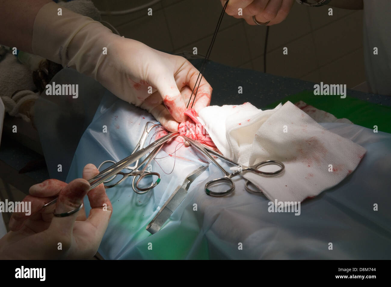 A veterinarian and assistant is sterilizing a dog in a clinic Stock Photo