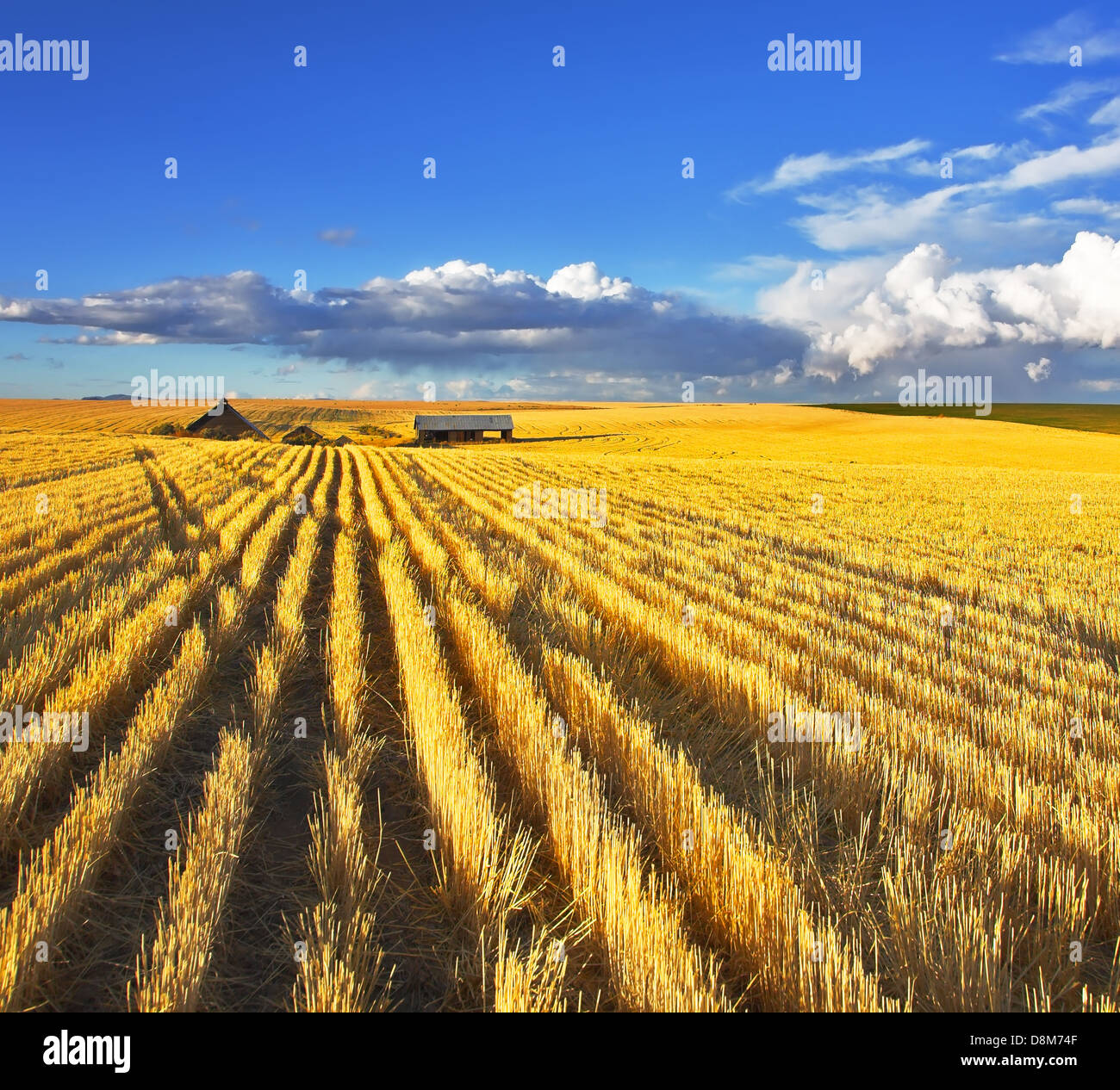 Montana wheat harvest hires stock photography and images Alamy