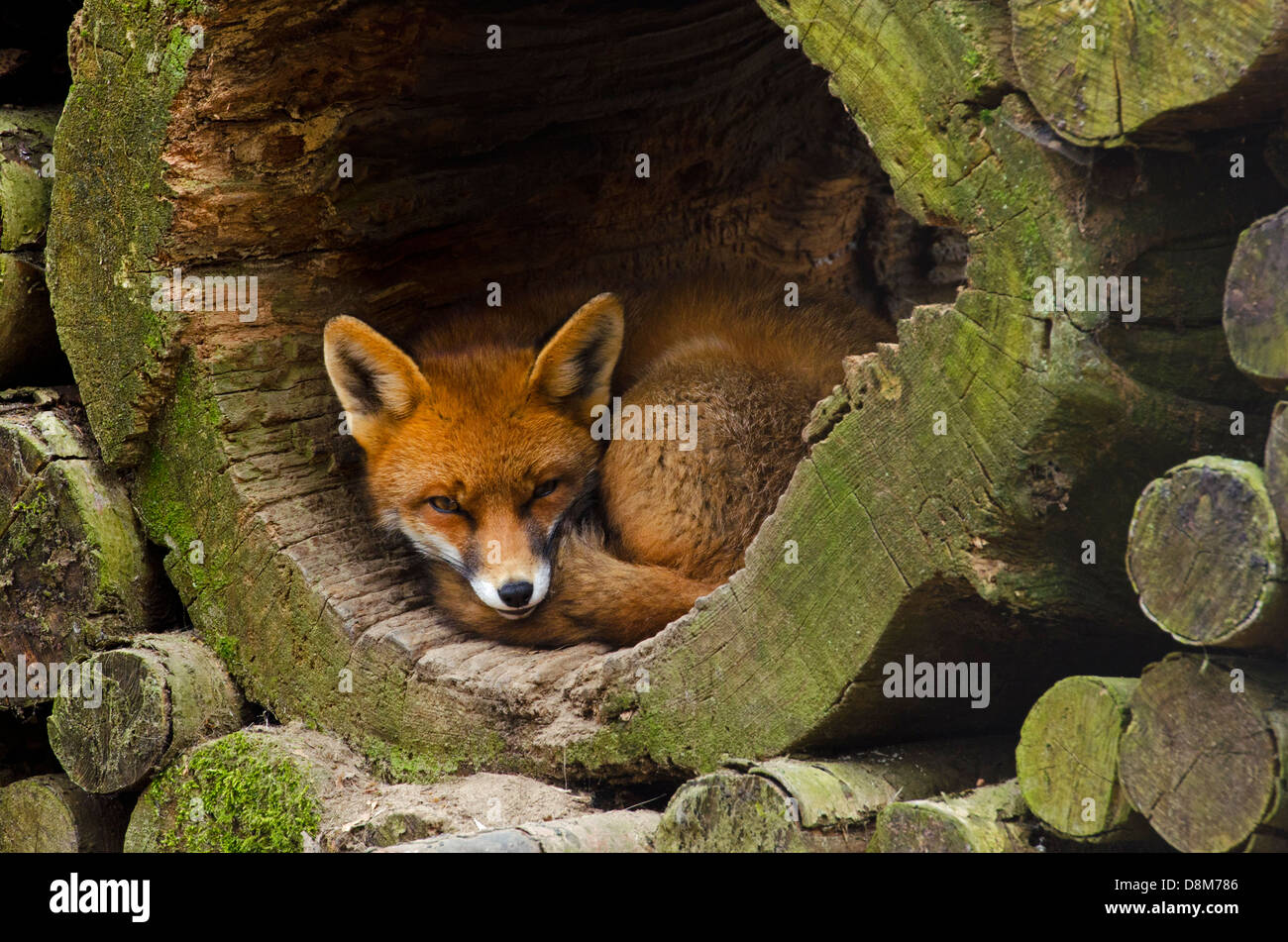 Red fox (Vulpes vulpes) sleeping in hollow tree trunk in woodpile Stock