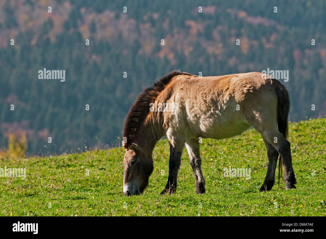 Przewalski Horse (Equus ferus przewalskii) grazing in field Stock Photo