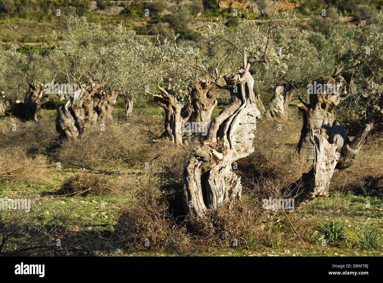 Olive field near Valdemossa, Mallorca Stock Photo