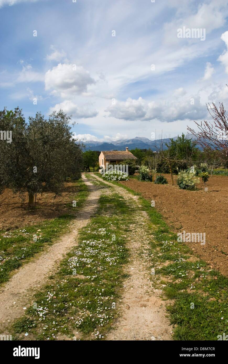 Landscape between Sineu and Sencelles, Mallorca Stock Photo