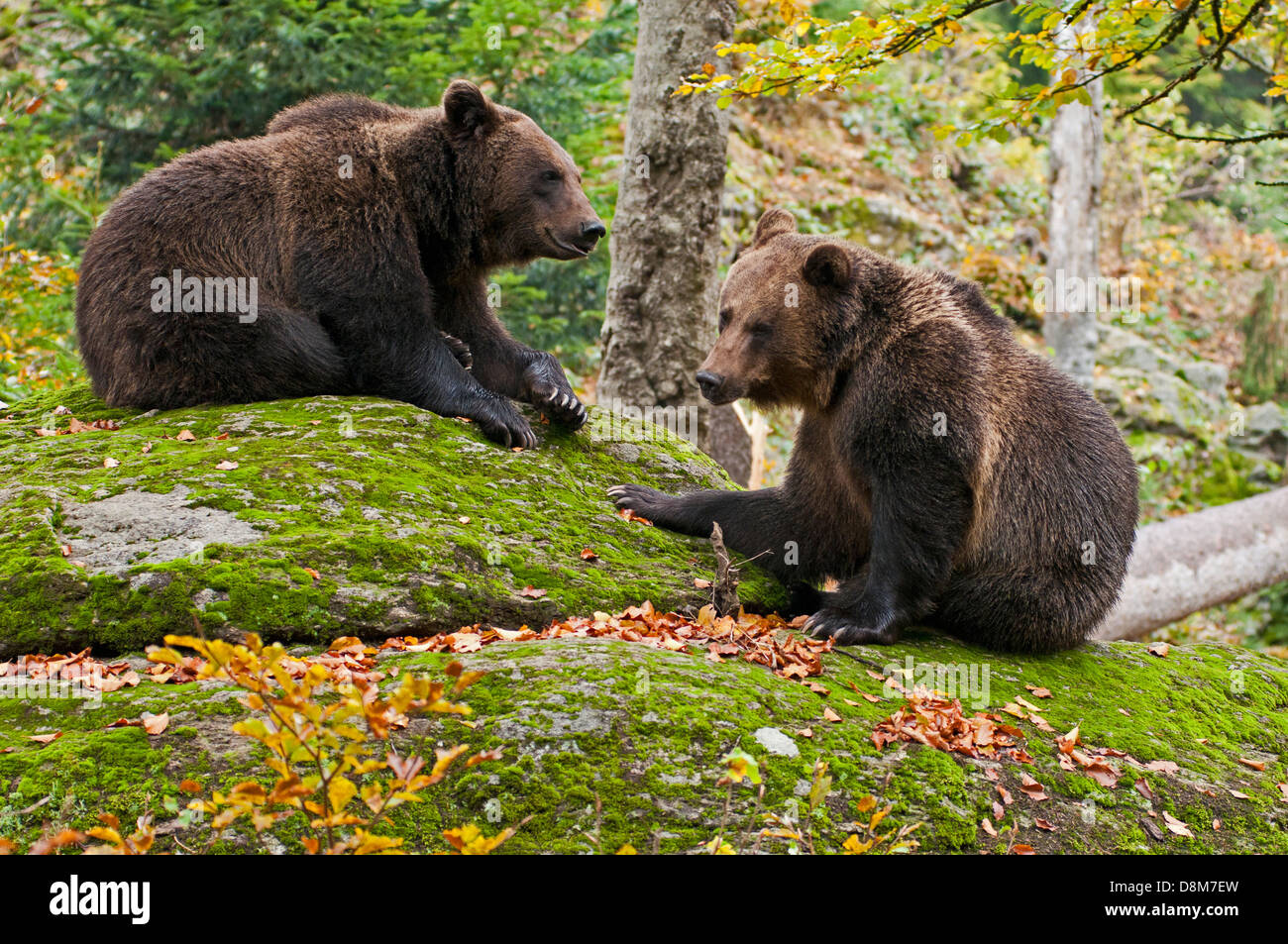 Eurasian brown bear (Ursus arctos arctos), two juvenile bears on rock in forest Stock Photo
