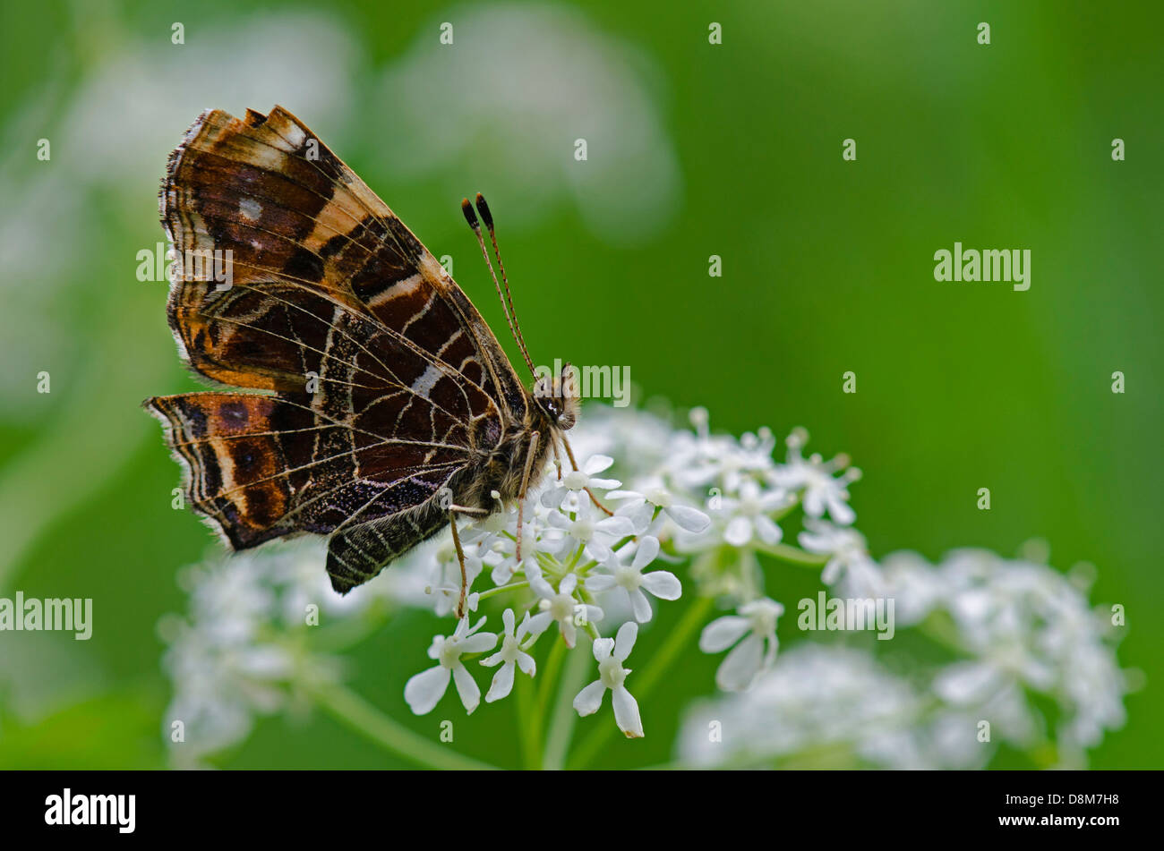 Map butterfly (Araschnia levana) female with closed wings on flower Stock Photo