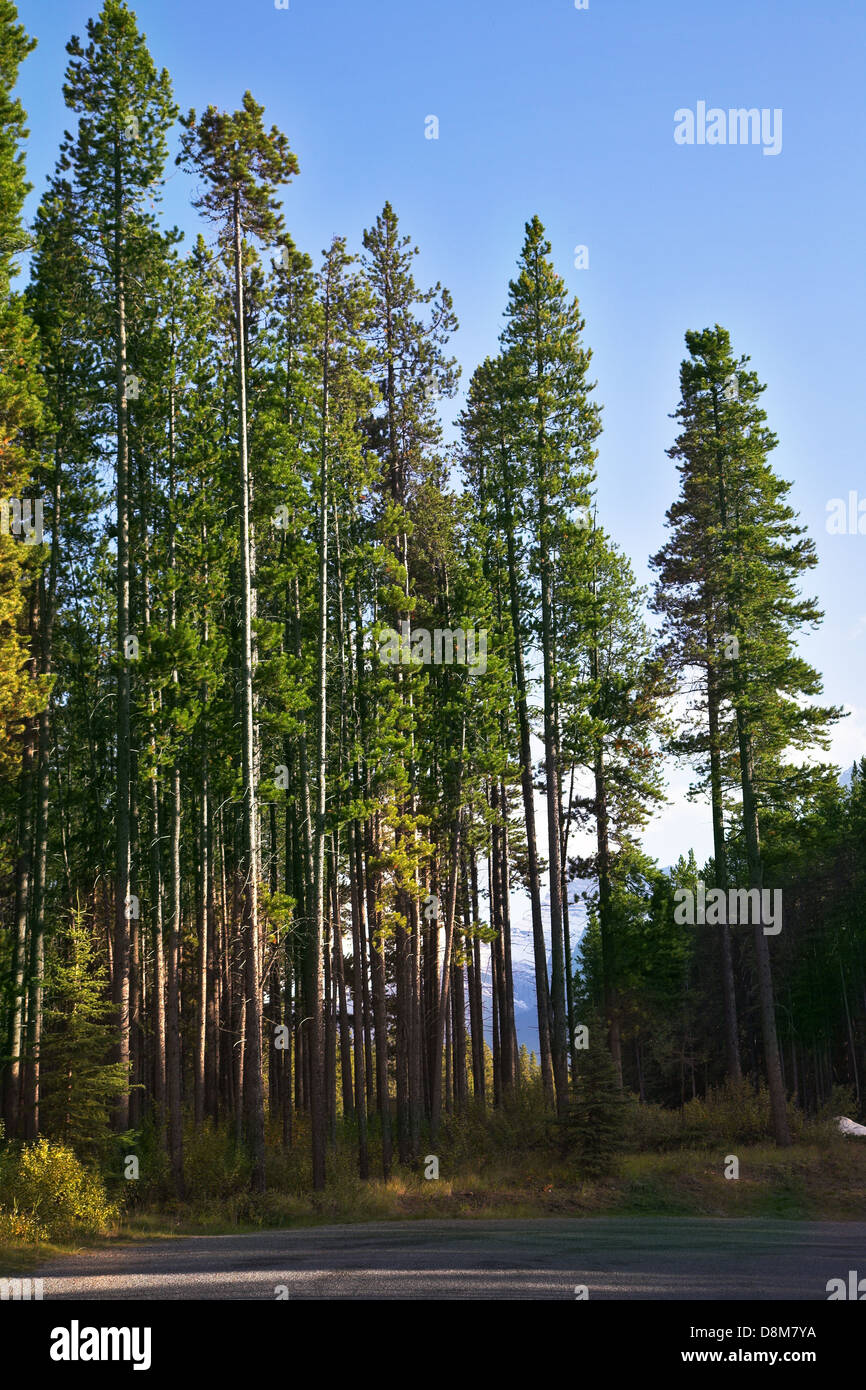 The road to mountains among trees Stock Photo - Alamy