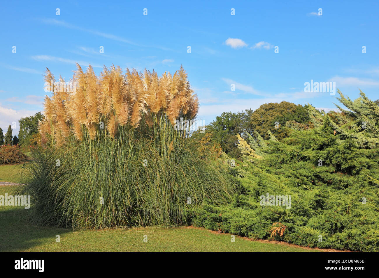 Decorative reeds hires stock photography and images Alamy
