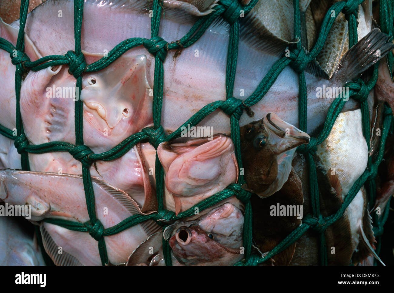 A dragger net full of Yellowtail Flounder (Limanda ferruginea) and fish