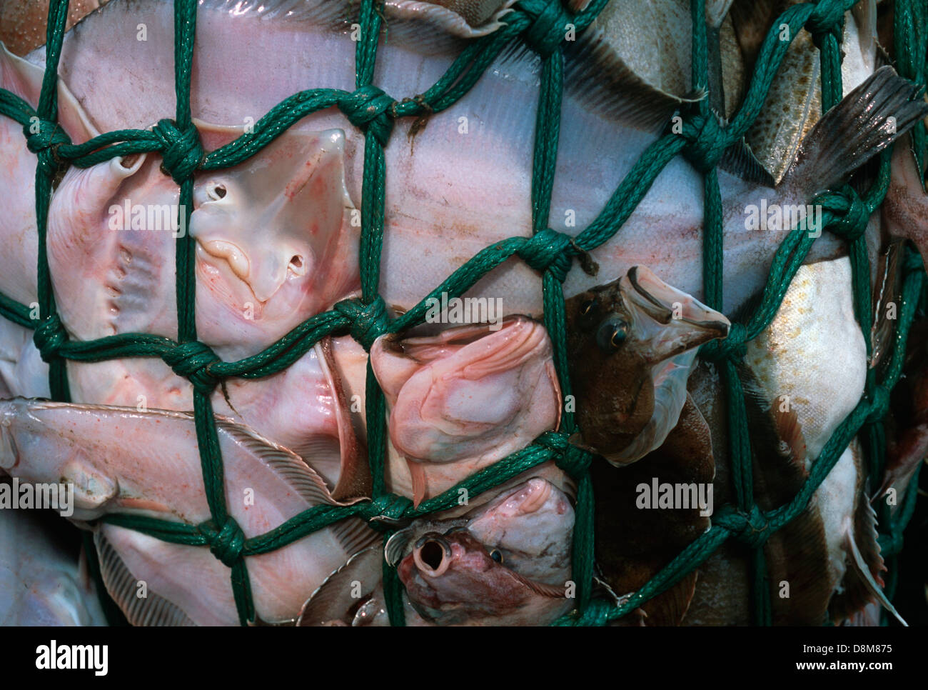 Premium Photo  Fish caught in a fishing net Underwater photo