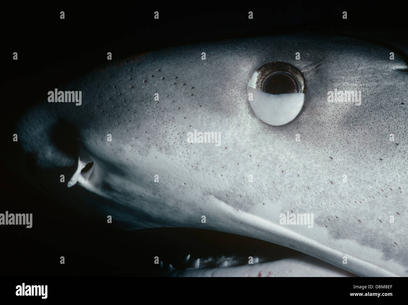 Tiger Shark (Geleocerdo cuvier) with nictitating eyelid halfclosed