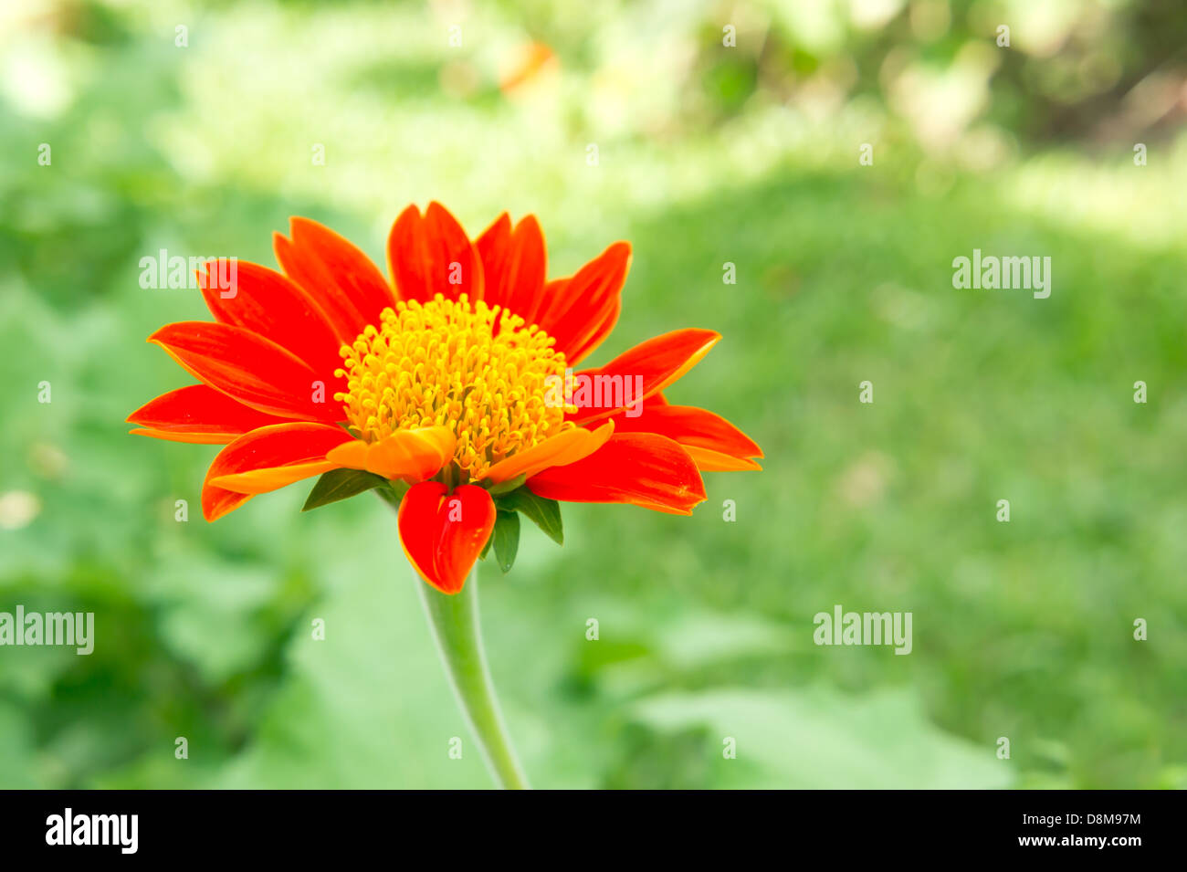 The closeup of a mexican sunflower in a park. Stock Photo