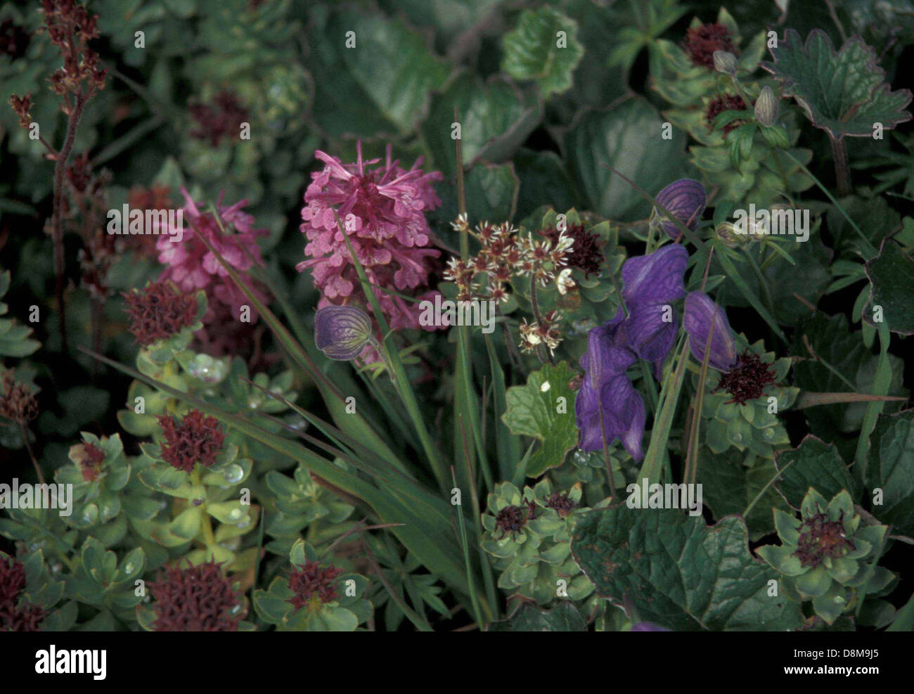 Monkshood flower aconitum delphinifolium and sedum rosea. Stock Photo