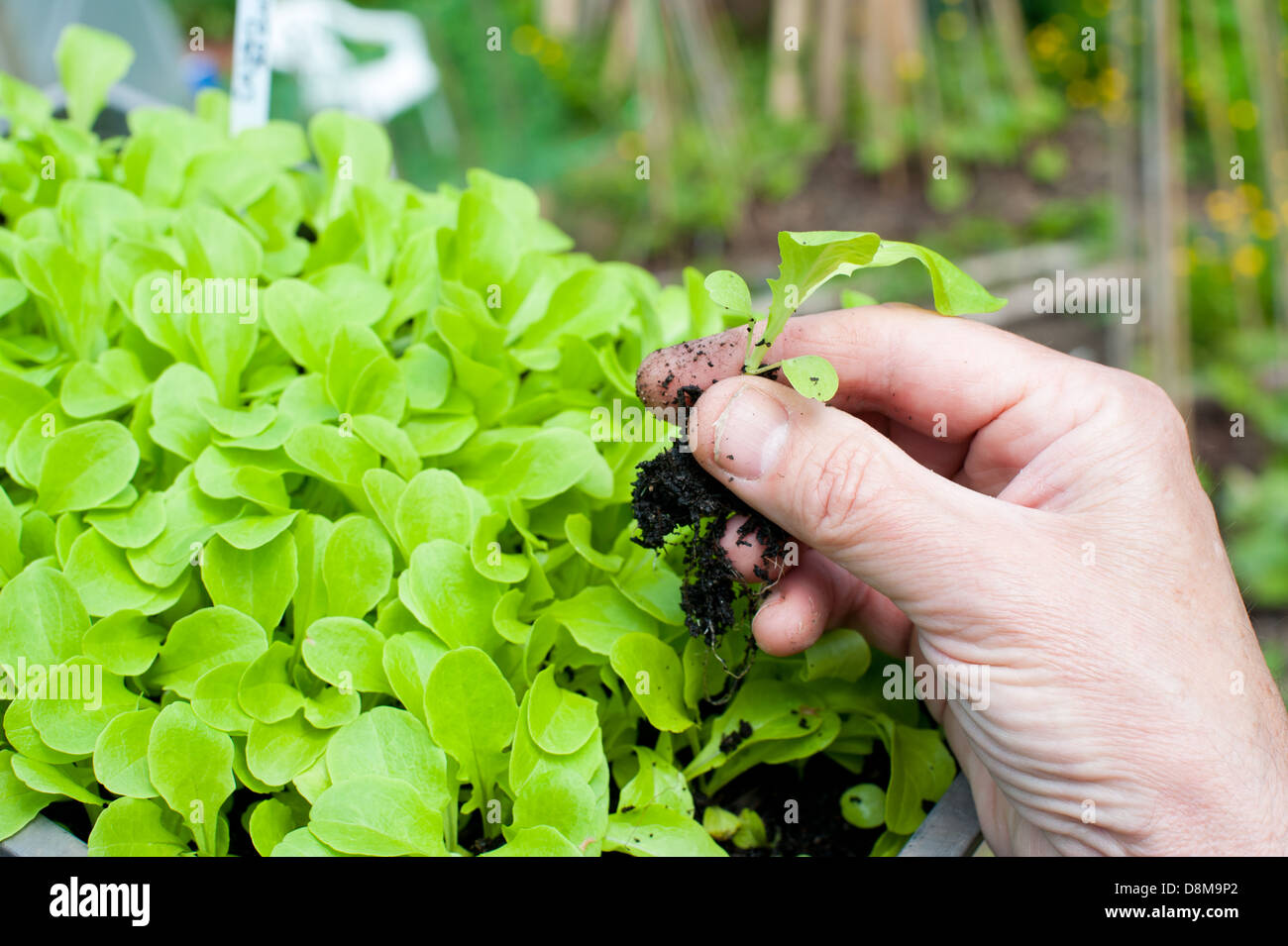 A gardener holding a lettuce plant outside a polytunnel Stock Photo