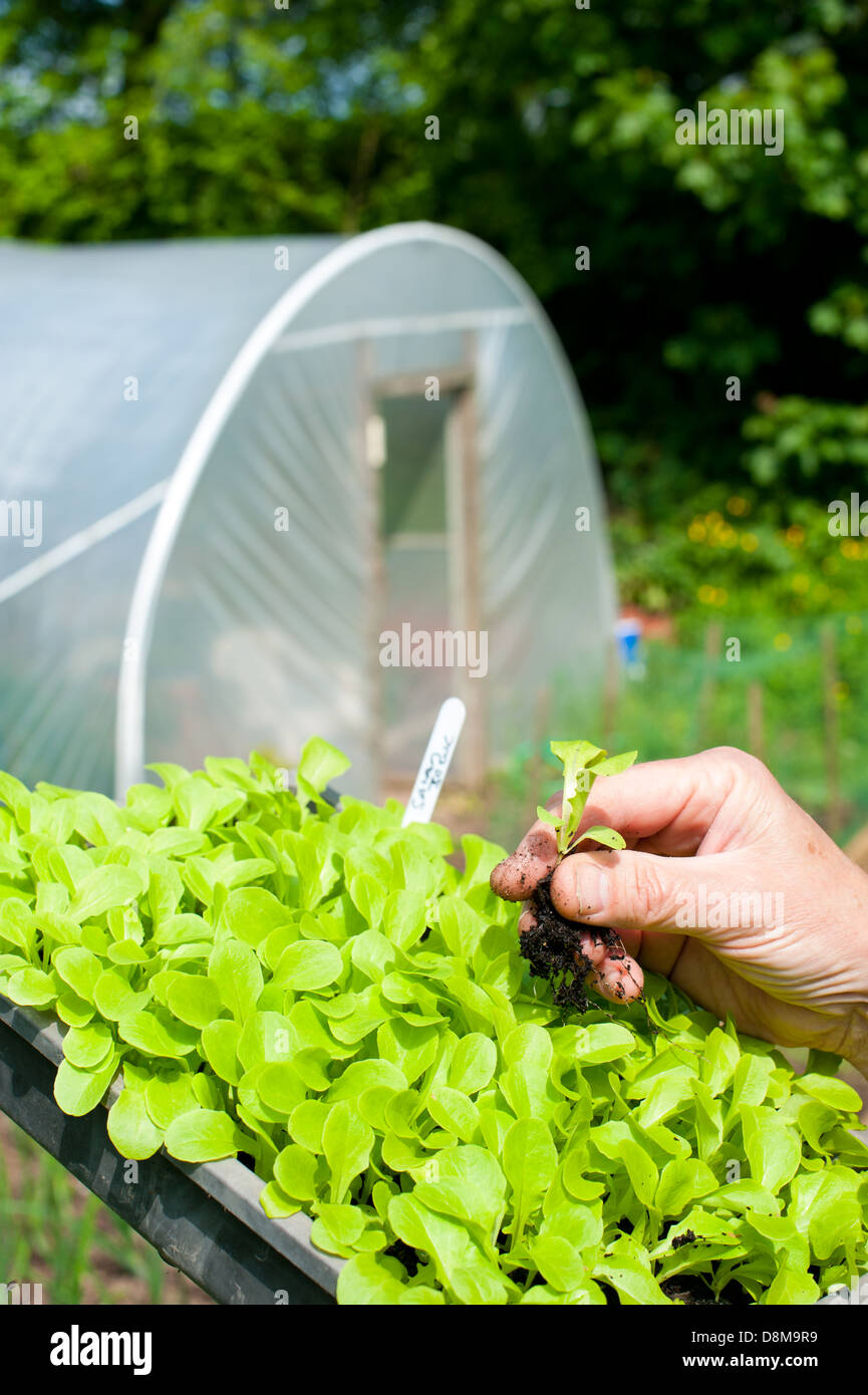 A gardener holding a lettuce plant outside a polytunnel Stock Photo
