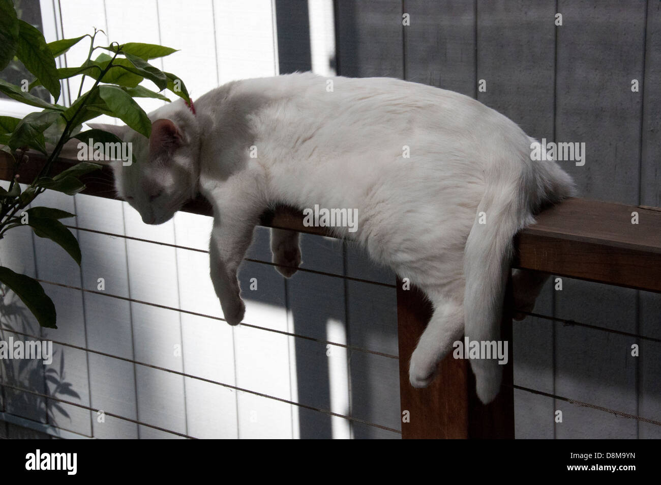 young white turkish van cat with blue eyes pink ears lying lazing on fence with lemon tree  outside rear view of splay white cat Stock Photo