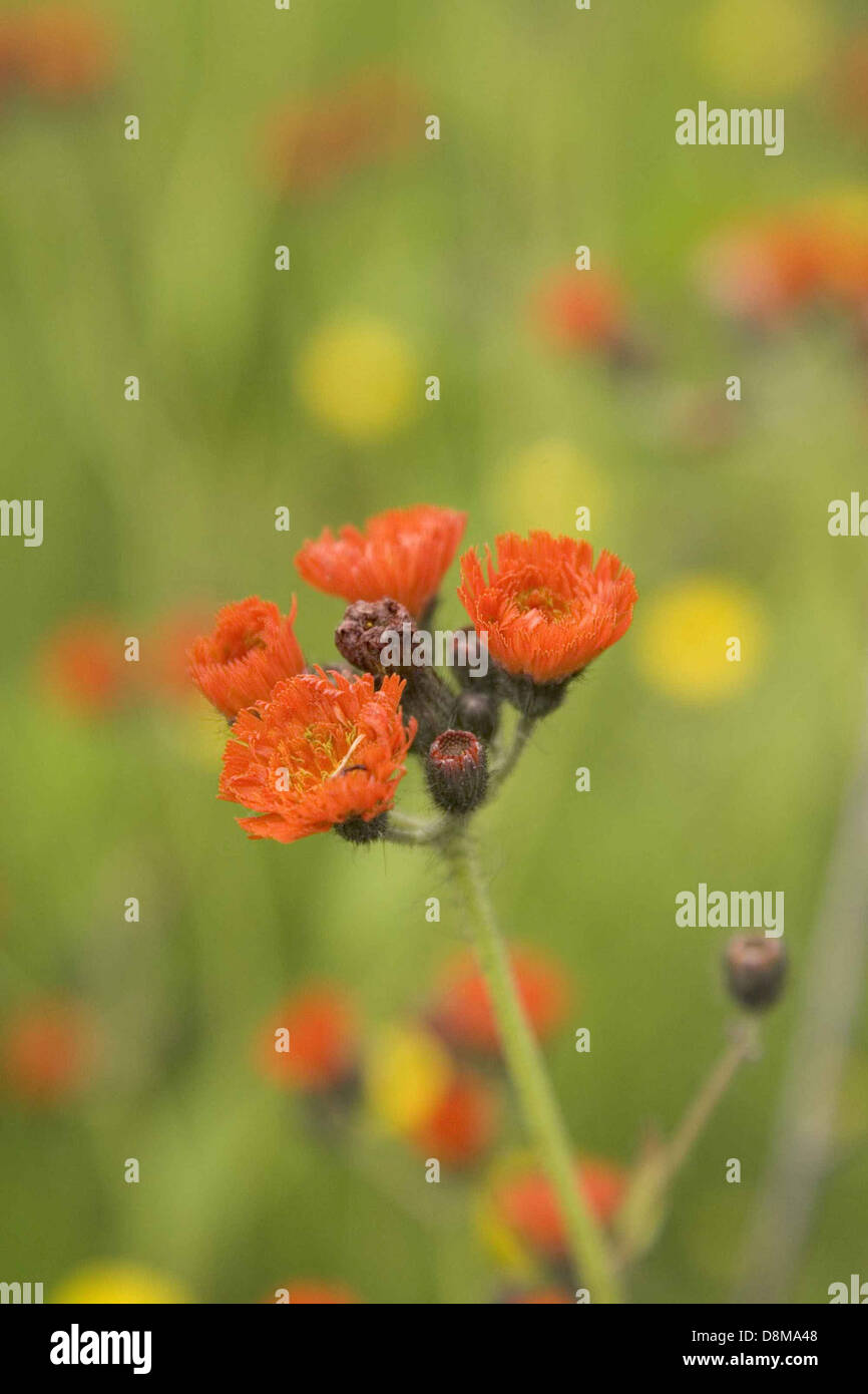 Orange hawkweed plant flowering hieracium aurantiacum Stock Photo Alamy